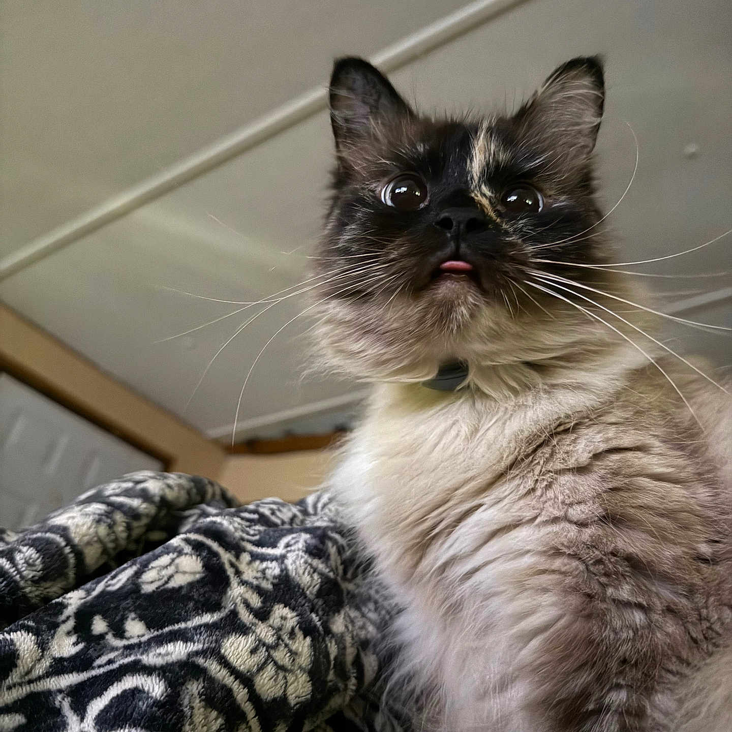 Cleo is registered to the contest to win money with this photo: alert, animal, blanket, cat, closeup, curious, cute, domestic, expression, face, feline, fluffy, fur, indoor, mammal, patterned, pet, soft, tongue_out, whiskers