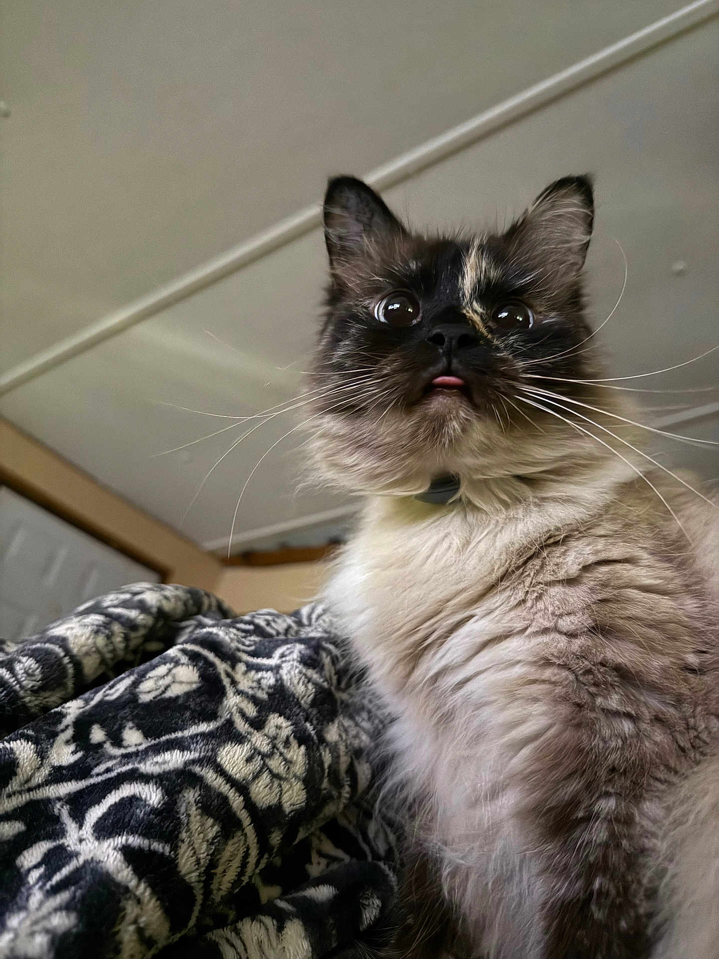 Cleo