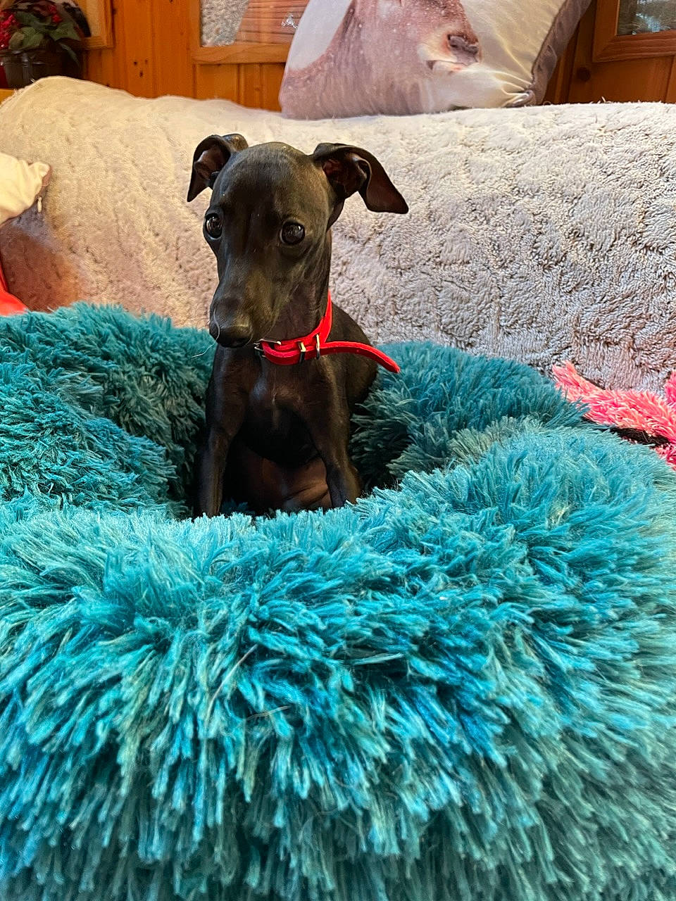 Uguette participe au concours pour gagner de l'argent avec cette photo : annual_plant, canidae, carnivore, comfort, companion_dog, dog, dog_breed, dog_supply, fawn, fur, grass, green, groundcover, natural_material, pet_supply, plant, sporting_group, terrestrial_animal, wool, working_animal