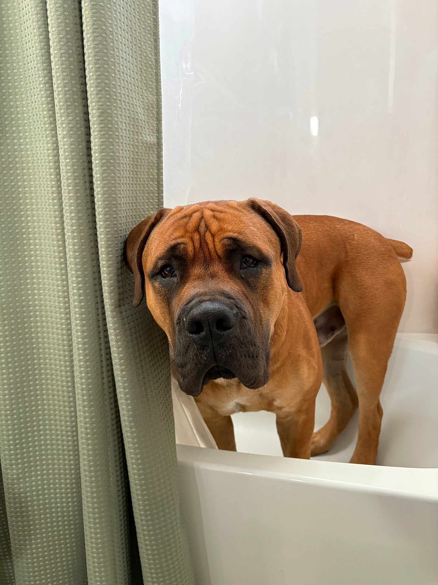 Tyson is registered to the contest to win money with this photo: dog, bathtub, shower_curtain, brown_dog, indoor, pet, canine, animal, looking, curtain, white, bathroom, fur, ears, face, nostrils, standing, expression, wrinkles, snout