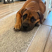 Tyson joined the competition — help win amazing prizes! dog, brown_dog, indoor, floor, rug, wood_flooring, resting, pet, canine, animal, paw, head, fur, close_up, domestic, cozy, home, laying_down, expression, portrait