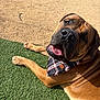 Tyson is registered to the contest to win money with this photo: dog, bandana, grass, outdoor, sunlight, pet, canine, tongue, happy, brown, fur, closeup, relaxed, playful, portrait, animal, smiling, nature, summer, friendly
