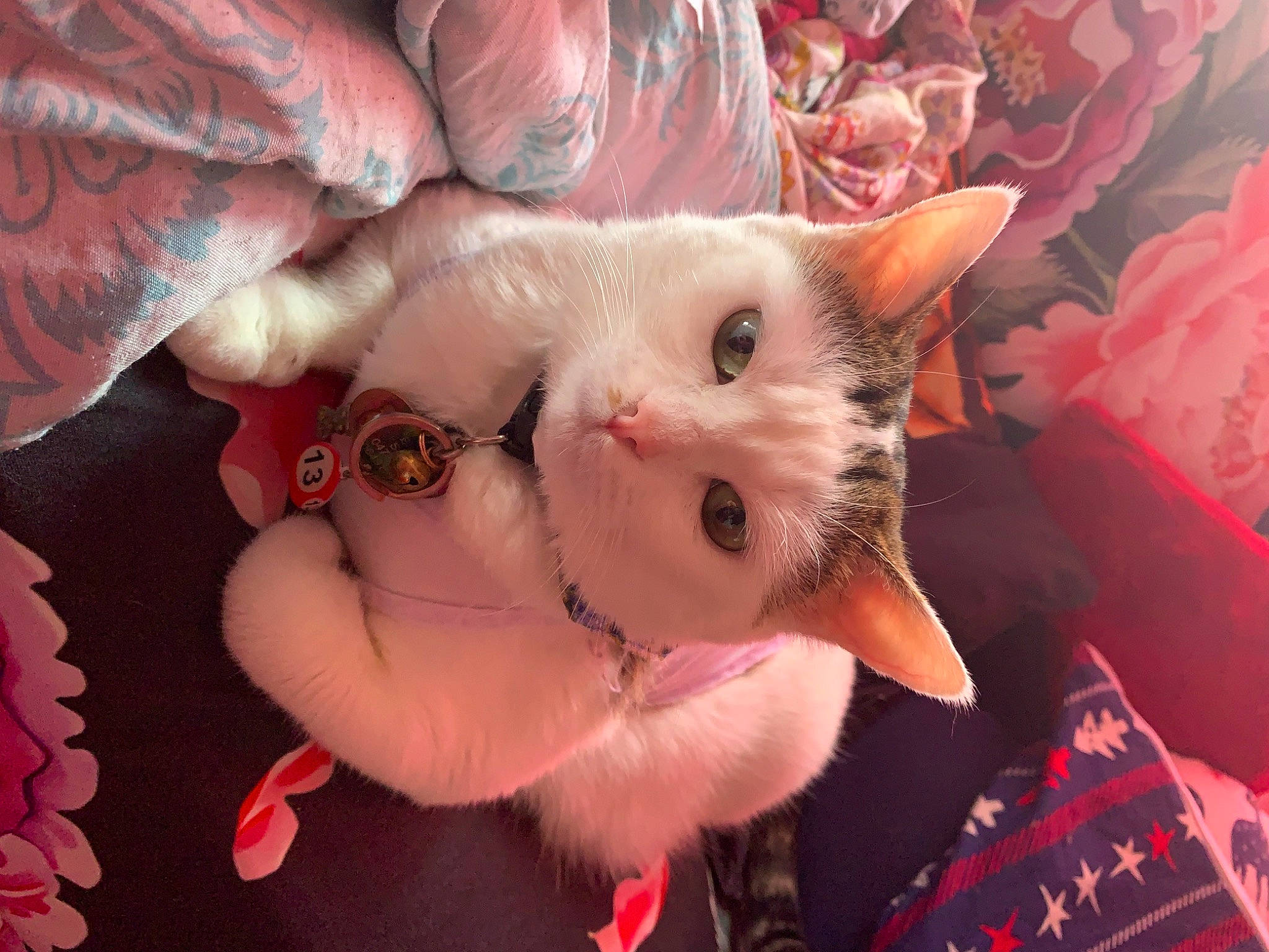 Blanche a rejoint le concours — aidez-le/la à gagner de superbes lots ! carmine, carnivore, cat, claw, event, fawn, felidae, flesh, fur, nail, pattern, paw, peach, pink, small_to_medium_sized_cats, snout, tail, tartan, textile, whiskers