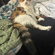 Fouine is registered to the contest to win money with this photo: cat, fluffy, bed, blanket, texture, pattern, indoor, pet, fur, relaxed, animal, cozy, resting, looking, cute, domestic, comfort, soft, laying, tail