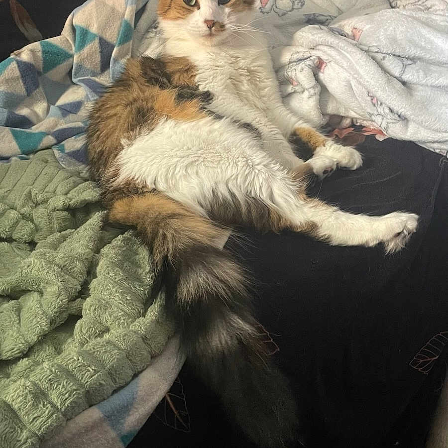 Fouine is registered to the contest to win money with this photo: animal, bed, blanket, cat, comfort, cozy, cute, domestic, fluffy, fur, indoor, laying, looking, pattern, pet, relaxed, resting, soft, tail, texture