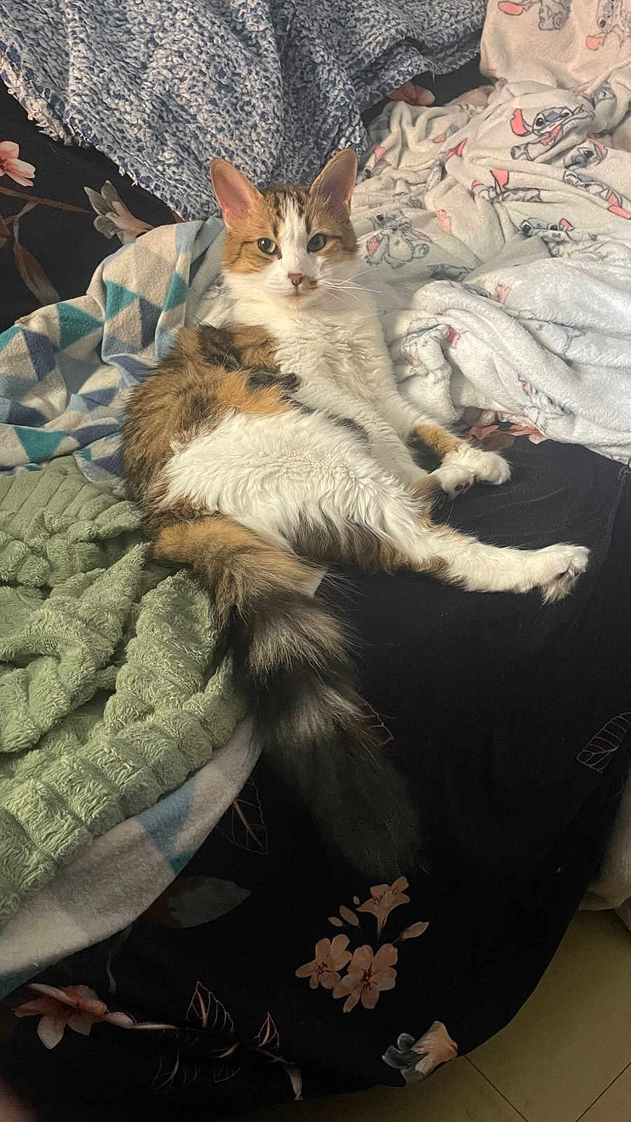 Fouine is registered to the contest to win money with this photo: cat, fluffy, bed, blanket, texture, pattern, indoor, pet, fur, relaxed, animal, cozy, resting, looking, cute, domestic, comfort, soft, laying, tail