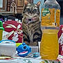 bottle, cat, clutter, collar, curious, decor, domestic, drink, furniture, household_items, indoor, juice, kitchen, pet, plastic_cups, red_cushion, tabby_cat, table, toy, wooden_cabinet