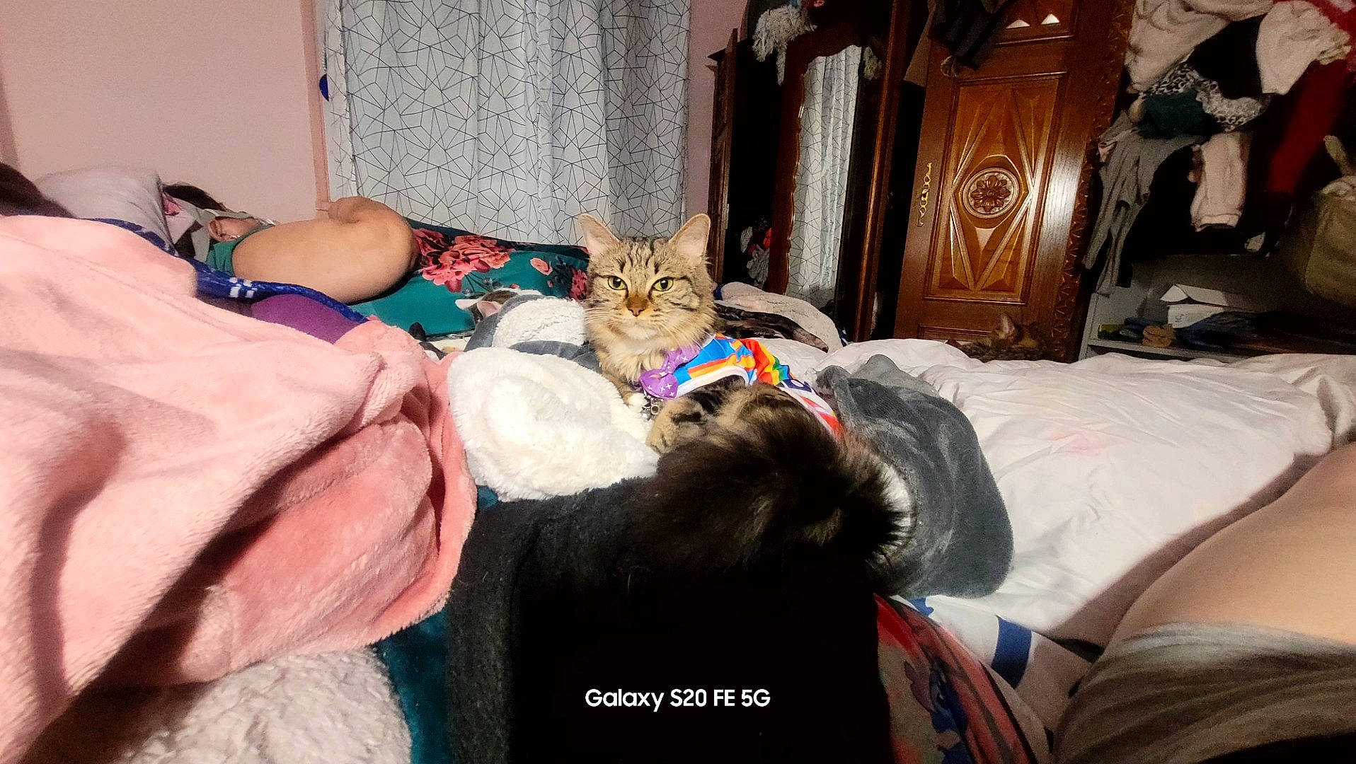 Carla a rejoint le concours — aidez-le/la à gagner de superbes lots ! bed, bed_sheet, bedding, bedroom, brown, carnivore, cat, comfort, companion_dog, curtain, domestic_short_haired_cat, felidae, fur, linens, mammal, room, small_to_medium_sized_cats, textile, toy, whiskers