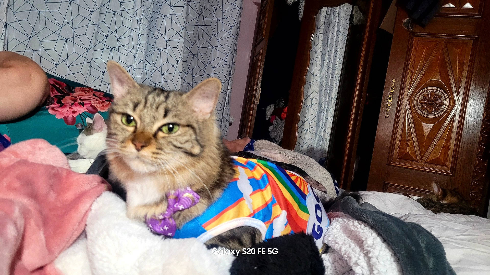 Carla a rejoint le concours — aidez-le/la à gagner de superbes lots ! carnivore, cat, cat_supply, claw, collar, comfort, domestic_short_haired_cat, door, fawn, felidae, fur, home_door, paw, sitting, small_to_medium_sized_cats, snout, whiskers, window