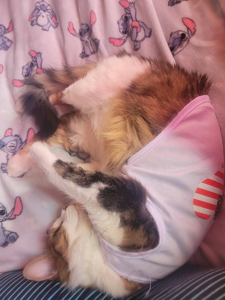 Fouine a rejoint le concours — aidez-le/la à gagner de superbes lots ! canidae, carnivore, cat, comfort, companion_dog, dog_breed, fawn, felidae, fur, nap, natural_material, paw, small_to_medium_sized_cats, sporting_group, tail, whiskers