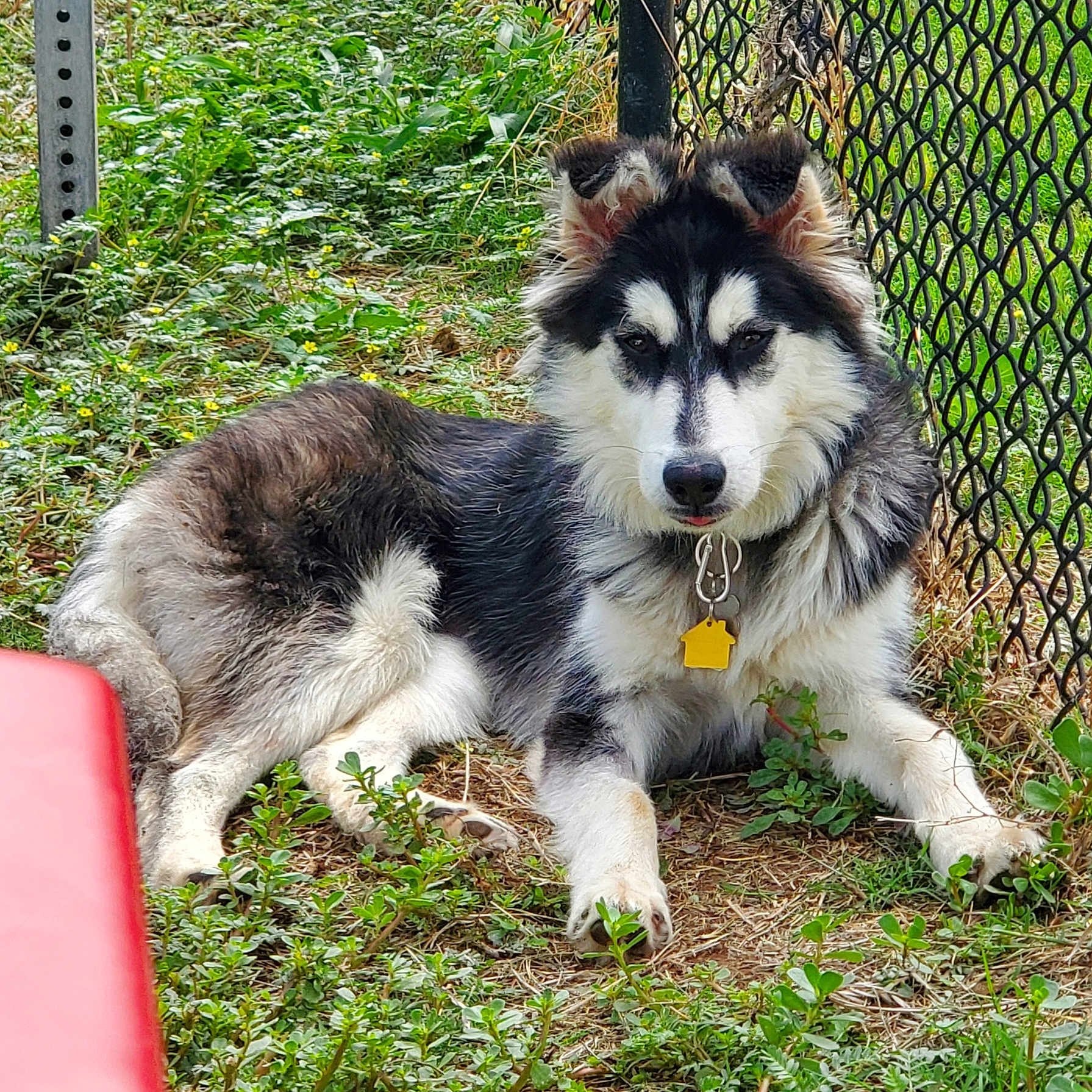 Amélie joined the competition — help win amazing prizes! animal, black_and_white, canine, chain_link_fence, collar, daylight, dog, ears, fence, fluffy, fur, grass, greenery, looking, lying_down, nature, outdoor, pet, resting, tag