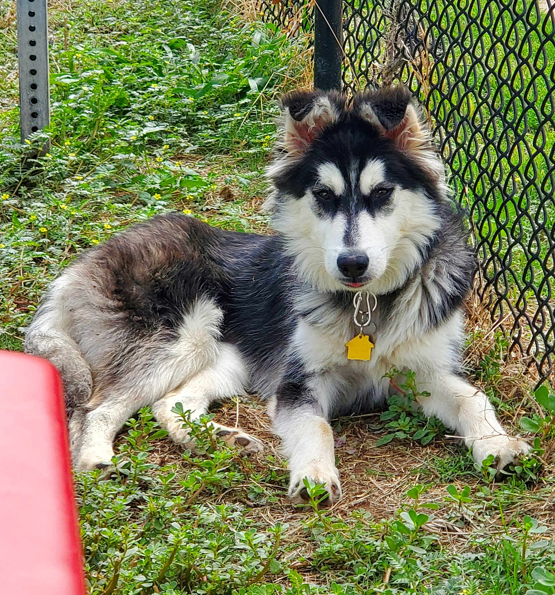 Amélie joined the competition — help win amazing prizes! dog, canine, black_and_white, fluffy, collar, tag, grass, outdoor, fence, chain_link_fence, pet, animal, resting, lying_down, nature, greenery, daylight, ears, fur, looking