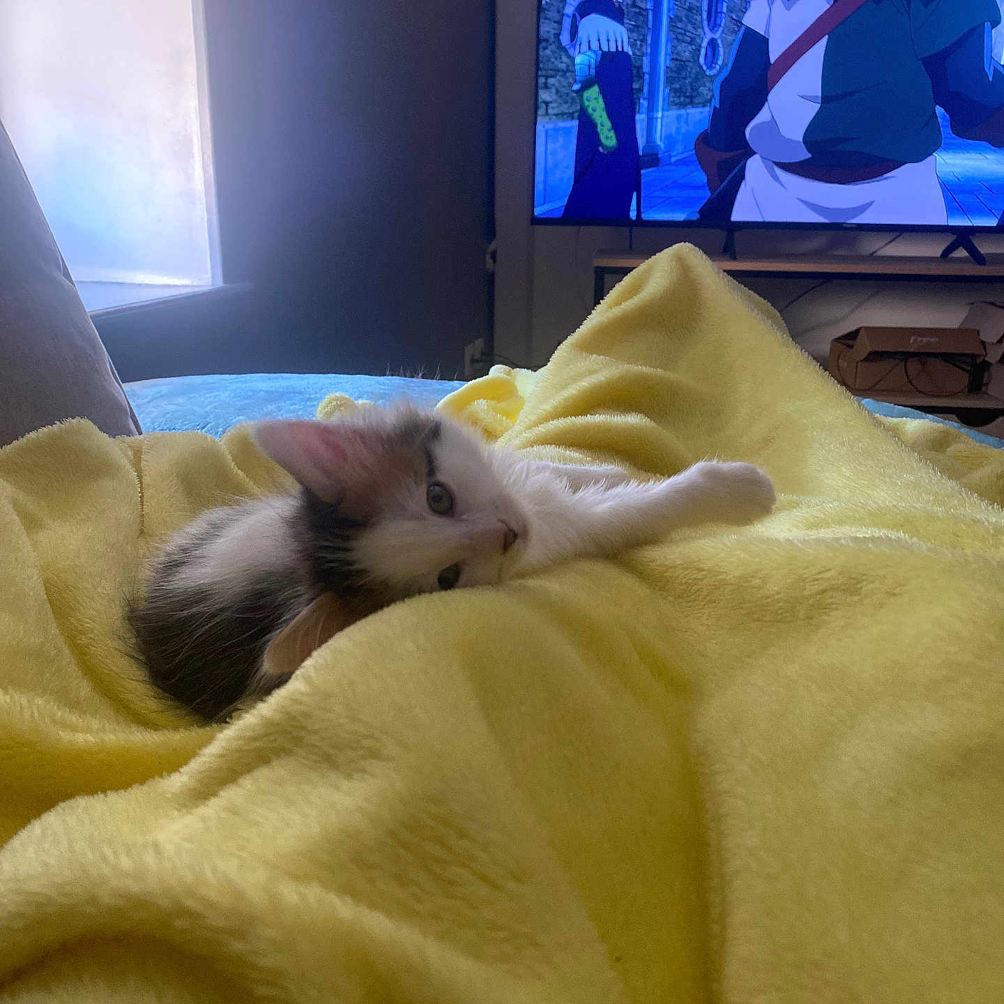 Urphé a rejoint le concours — aidez-le/la à gagner de superbes lots ! adult, animal, bed, bedroom, blanket, cat, computerhardware, electronics, furniture, hardware, indoors, kitten, male, man, monitor, person, pet, room, screen, tv
