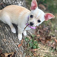Pebbles is registered to the contest to win money with this photo: puppy, dog, small_dog, tree_trunk, stick, collar, outdoor, grass, leaves, cute, animal, pet, ears, brown, nature, young_dog, mammal, fur, looking_up, playful