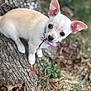 puppy, dog, small_dog, tree_trunk, stick, collar, outdoor, grass, leaves, cute, animal, pet, ears, brown, nature, young_dog, mammal, fur, looking_up, playful
