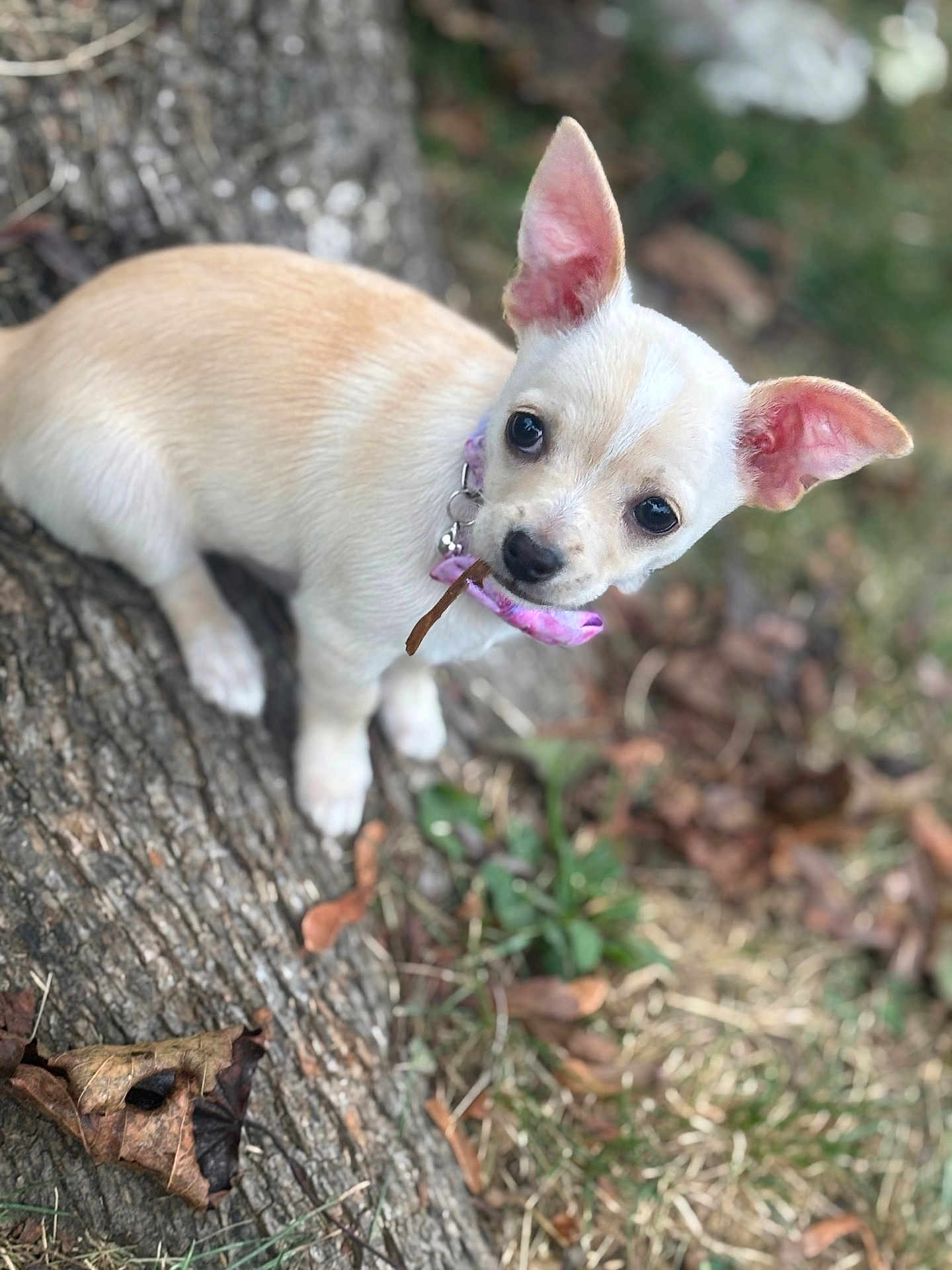 Pebbles
