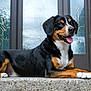 dog, canine, pet, lying_down, tongue_out, porch, stone, door, glass, decorative, plant, pot, greenery, happy, animal, domestic_animal, outdoor, mammal, fur, ears
