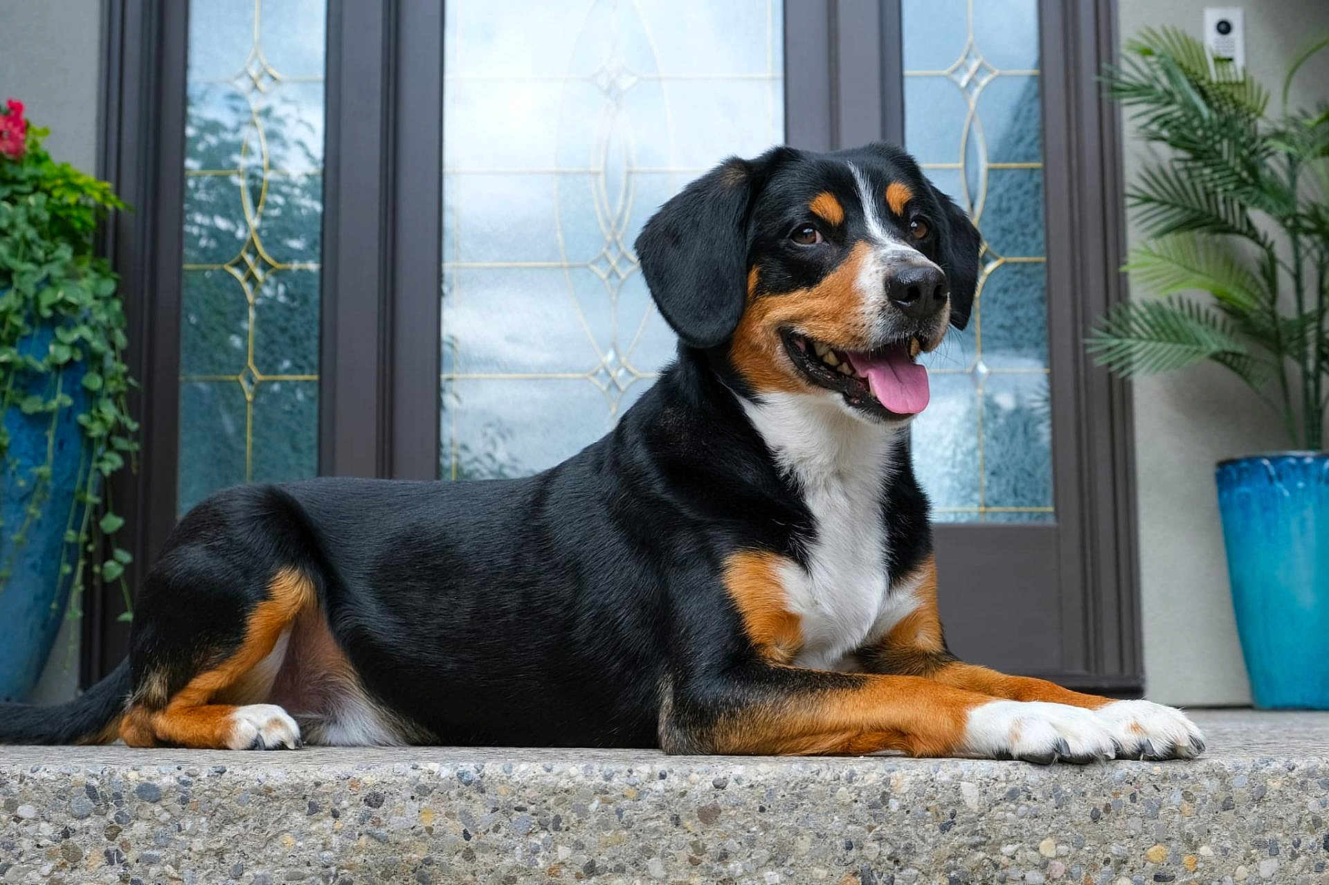 Rocky joined the competition — help win amazing prizes! dog, canine, pet, lying_down, tongue_out, porch, stone, door, glass, decorative, plant, pot, greenery, happy, animal, domestic_animal, outdoor, mammal, fur, ears