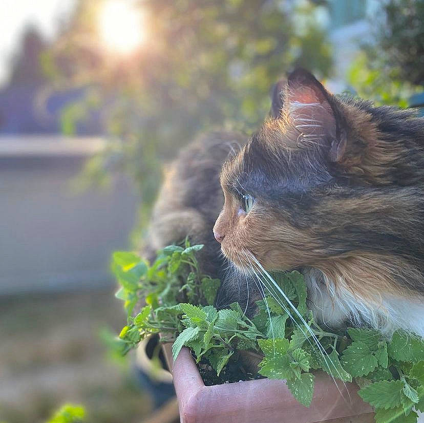 Autumn is registered to the contest to win money with this photo: annual_plant, carnivore, cat, domestic_short_haired_cat, fawn, felidae, flowerpot, fur, grass, groundcover, herb, leaf, leaf_vegetable, lens_flare, plant, small_to_medium_sized_cats, snout, tail, tree, whiskers
