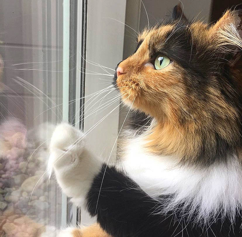 Autumn joined the competition — help win amazing prizes! animal_shelter, carnivore, cat, cat_supply, claw, domestic_short_haired_cat, felidae, fur, mammal, paw, small_to_medium_sized_cats, snout, tail, terrestrial_animal, whiskers, window