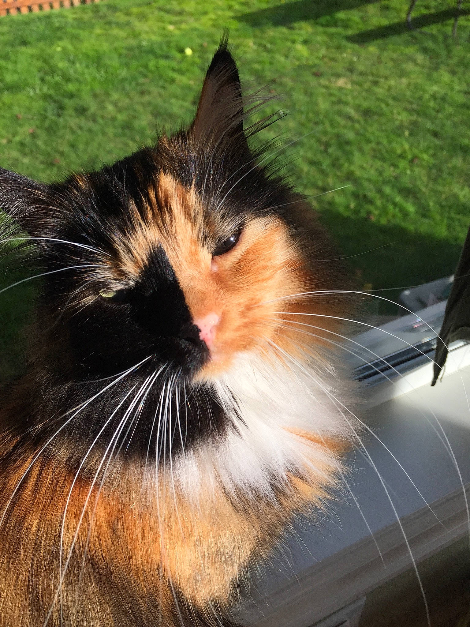 Autumn joined the competition — help win amazing prizes! carnivore, cat, domestic_long_haired_cat, fawn, felidae, fur, grass, kitten, maine_coon, mammal, norwegian_forest_cat, photography, small_to_medium_sized_cats, snout, tail, whiskers