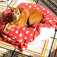 Olie a rejoint le concours — aidez-le/la à gagner de superbes lots ! dog, brown_dog, blanket, red_blanket, heart_pattern, sunlight, indoor, rug, geometric_pattern, cozy, pet, animal, relaxed, comfort, resting, small_dog, fur, paw, nose, ears