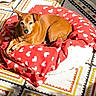 dog, brown_dog, blanket, red_blanket, heart_pattern, sunlight, indoor, rug, geometric_pattern, cozy, pet, animal, relaxed, comfort, resting, small_dog, fur, paw, nose, ears