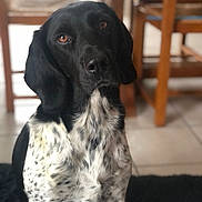 Ruby a rejoint le concours — aidez-le/la à gagner de superbes lots ! dog, black_and_white, indoor, pet, animal, sitting, floor, rug, wooden_chair, tile_floor, fur, ears, eyes, nose, domestic_animal, canine, spot_pattern, portrait, looking_up, companion