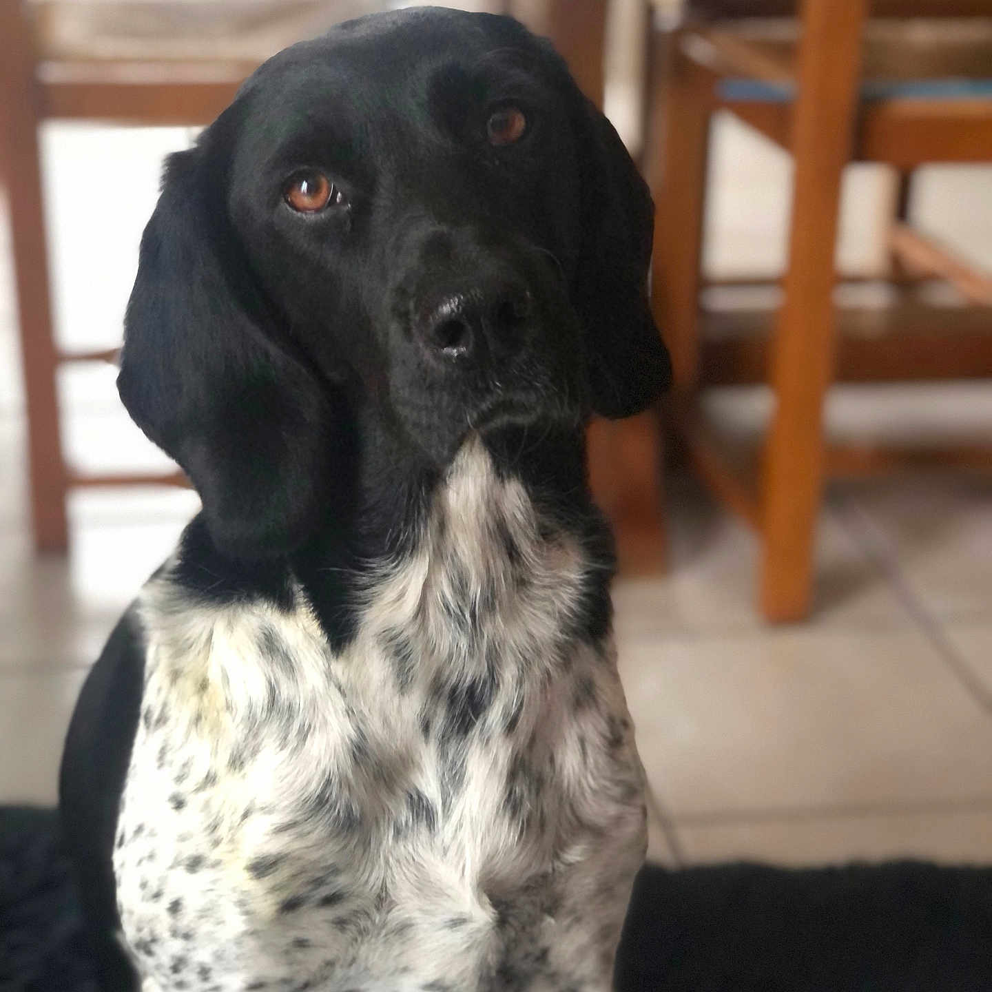Ruby a rejoint le concours — aidez-le/la à gagner de superbes lots ! animal, black_and_white, canine, companion, dog, domestic_animal, ears, eyes, floor, fur, indoor, looking_up, nose, pet, portrait, rug, sitting, spot_pattern, tile_floor, wooden_chair