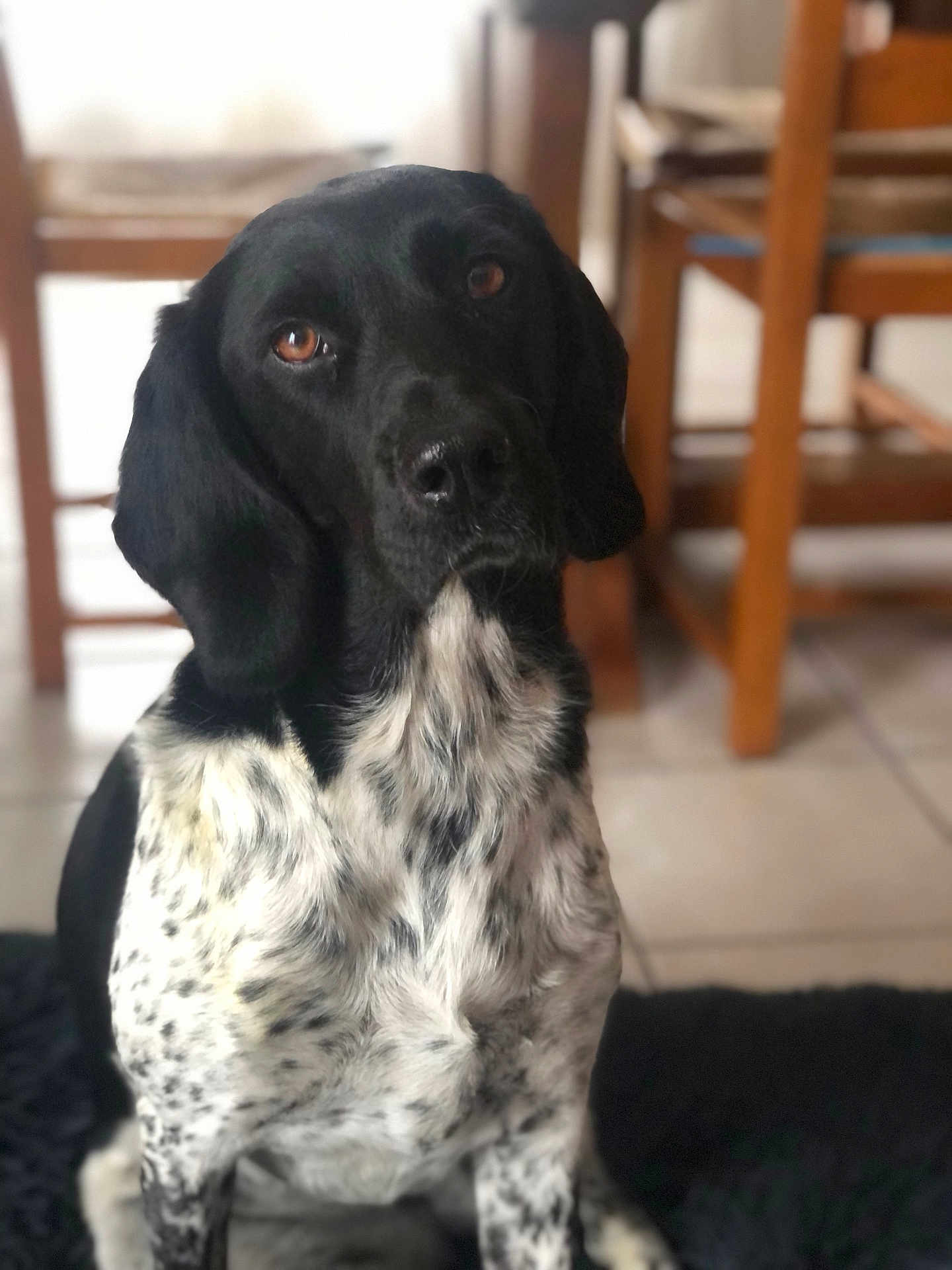 Ruby a rejoint le concours — aidez-le/la à gagner de superbes lots ! dog, black_and_white, indoor, pet, animal, sitting, floor, rug, wooden_chair, tile_floor, fur, ears, eyes, nose, domestic_animal, canine, spot_pattern, portrait, looking_up, companion