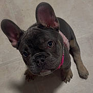 Stormie is registered to the contest to win money with this photo: french_bulldog, puppy, dog, pet, ears, collar, floor, looking_up, cute, animal, indoor, canine, young, mammal, companion, adorable, portrait, small_dog, domestic_animal, friendly