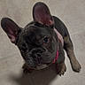 adorable, animal, canine, collar, companion, cute, dog, domestic_animal, ears, floor, french_bulldog, friendly, indoor, looking_up, mammal, pet, portrait, puppy, small_dog, young
