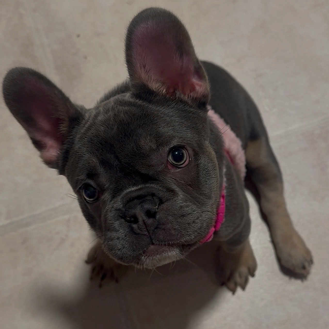 Stormie is registered to the contest to win money with this photo: french_bulldog, puppy, dog, pet, ears, collar, floor, looking_up, cute, animal, indoor, canine, young, mammal, companion, adorable, portrait, small_dog, domestic_animal, friendly