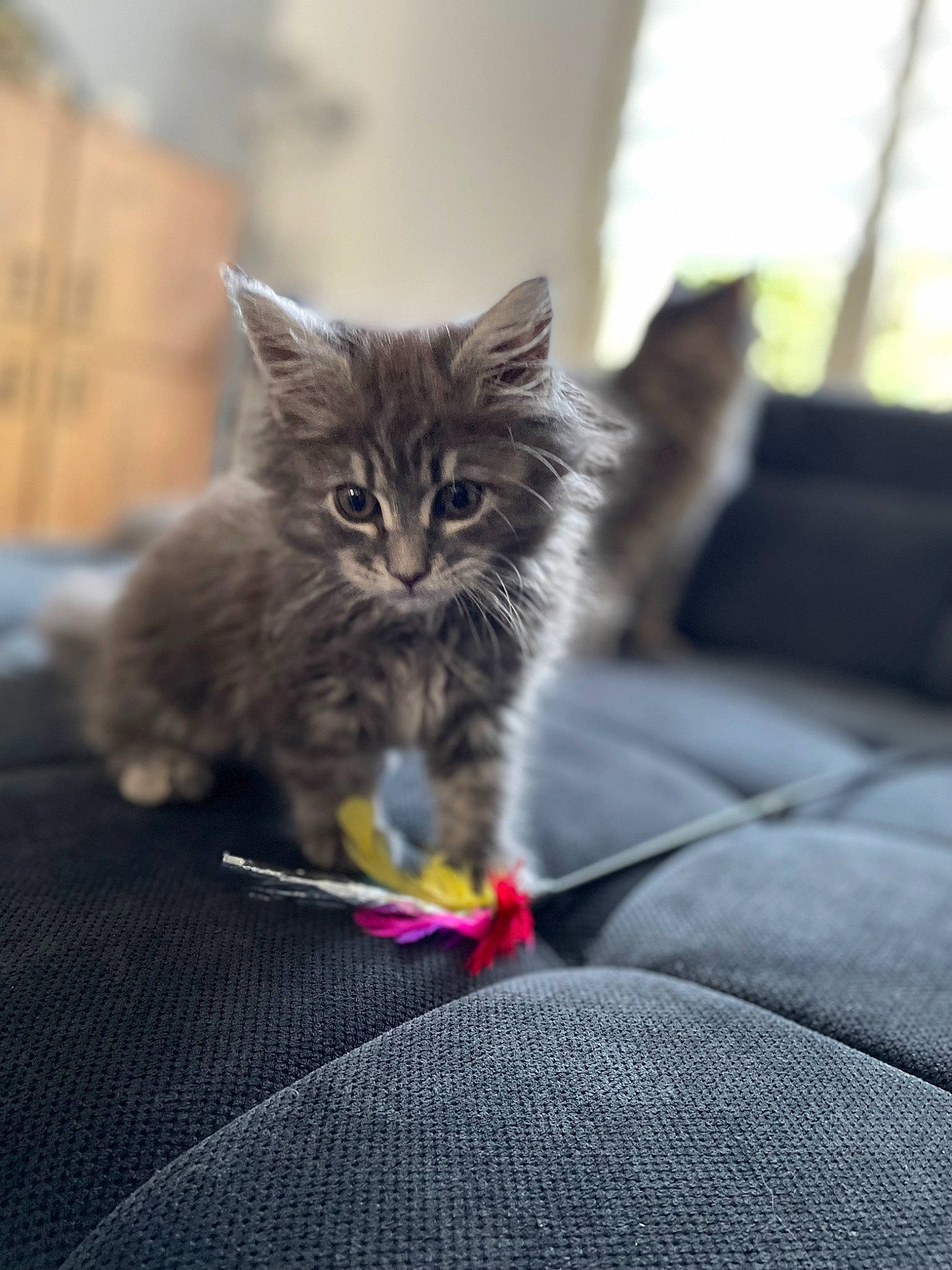 Mackenzie participe au concours pour gagner de l'argent avec cette photo : carnivore, cat, claw, comfort, domestic_short_haired_cat, felidae, fur, grass, grey, maine_coon, paw, plant, sitting, small_to_medium_sized_cats, snout, tail, whiskers, window