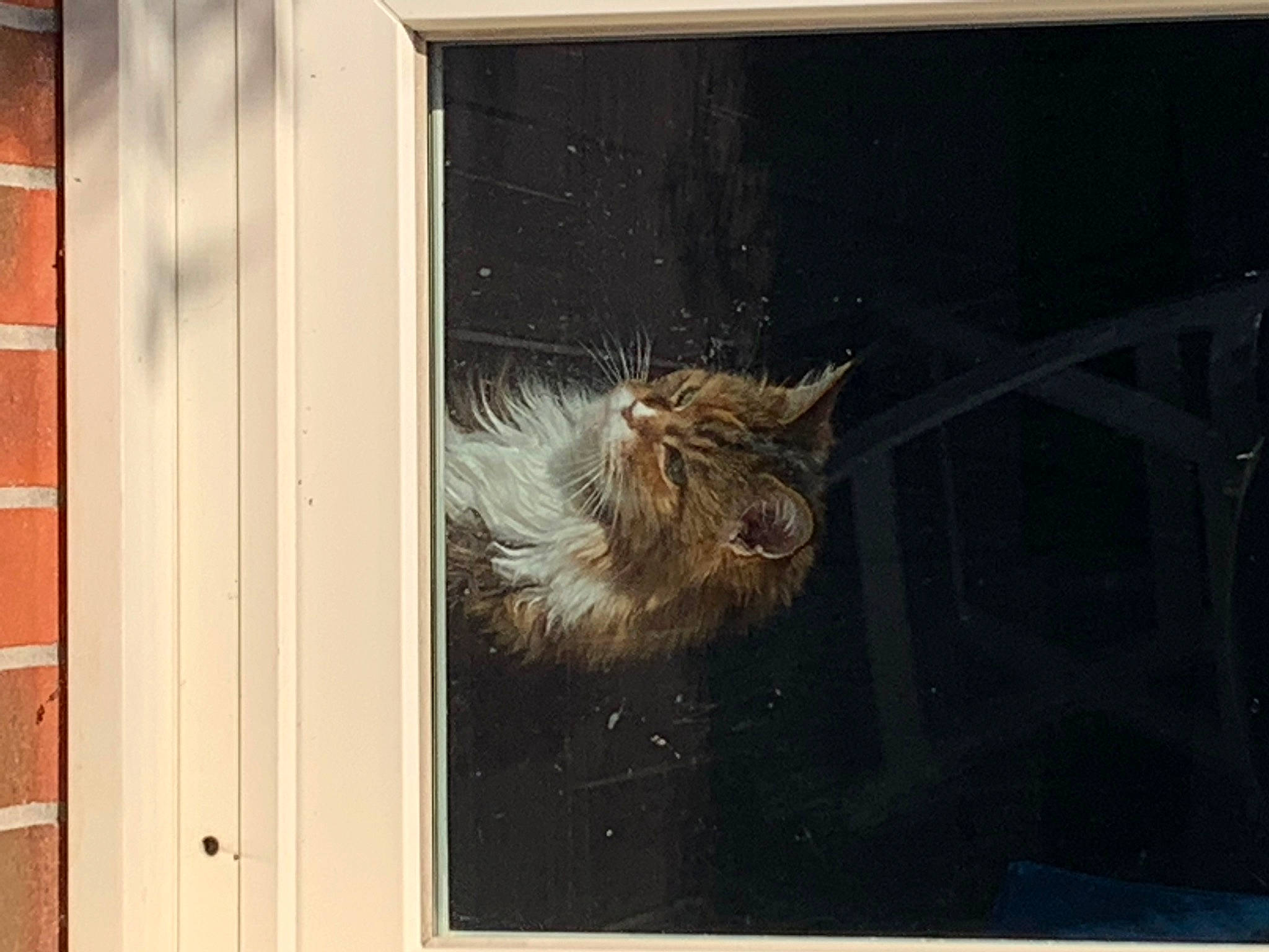 Carmen participe au concours pour gagner de l'argent avec cette photo : art, brick, carnivore, cat, felidae, fur, glass, hardwood, home_door, rectangle, sash_window, small_to_medium_sized_cats, tail, terrestrial_animal, visual_arts, whiskers, window, wood