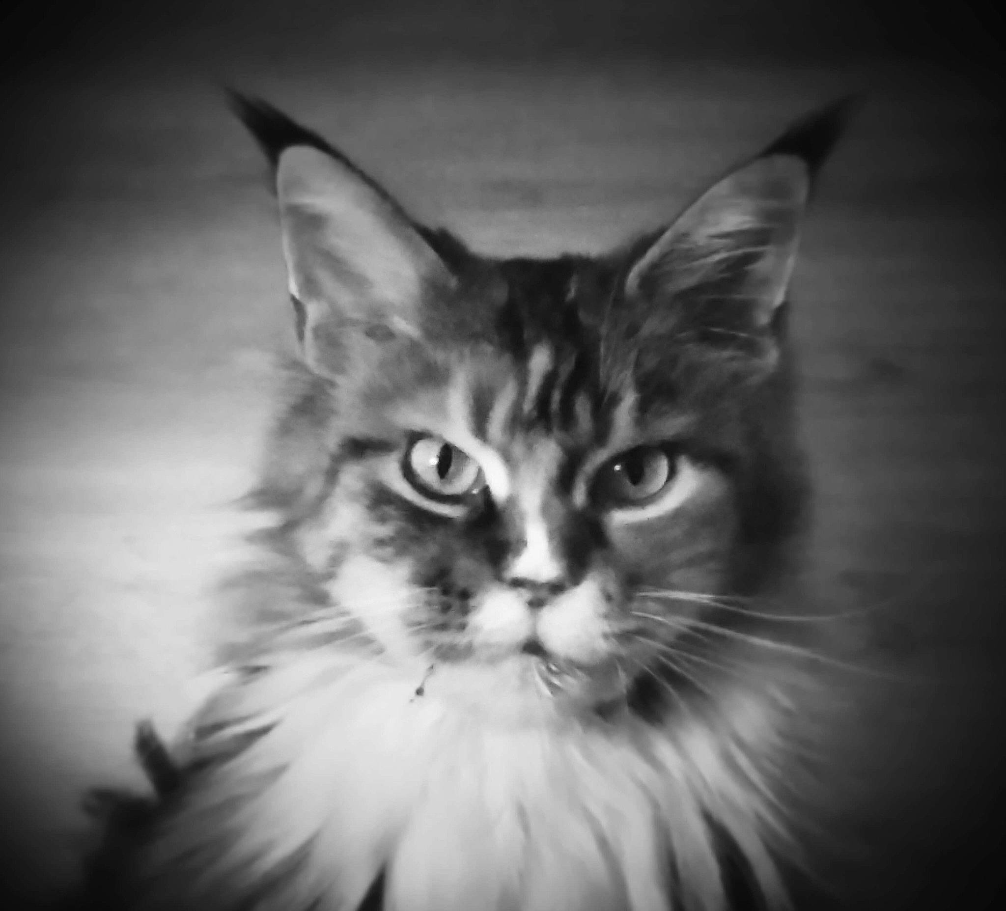 Carmen participe au concours pour gagner de l'argent avec cette photo : carnivore, cat, darkness, domestic_short_haired_cat, eye, felidae, flash_photography, fur, hair, head, macro_photography, monochrome, monochrome_photography, small_to_medium_sized_cats, snout, still_life_photography, symmetry, terrestrial_animal, whiskers, wildlife