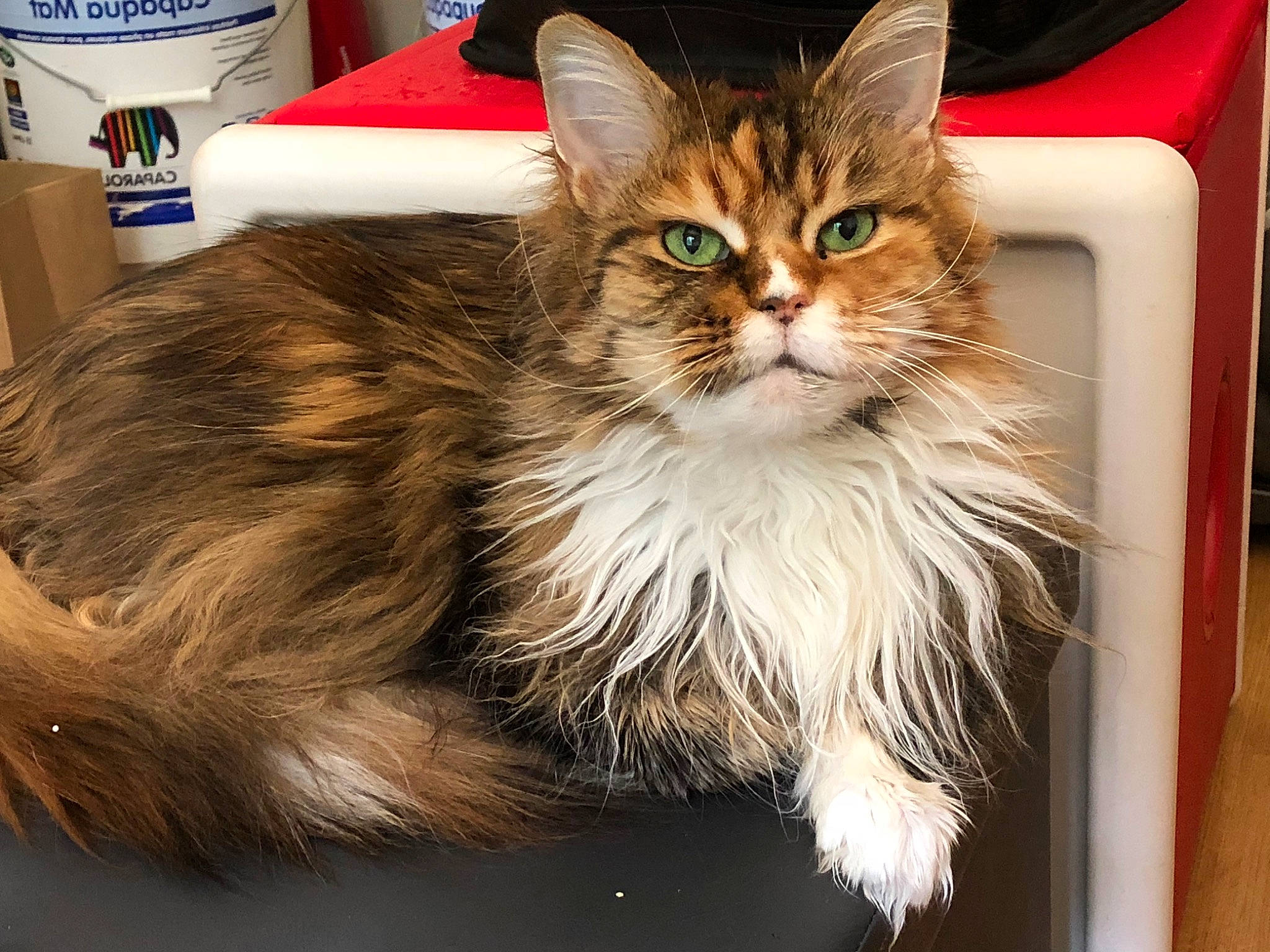 Carmen participe au concours pour gagner de l'argent avec cette photo : box, carnivore, cat, cat_supply, claw, domestic_short_haired_cat, felidae, fur, maine_coon, paw, small_to_medium_sized_cats, snout, tail, terrestrial_animal, whiskers