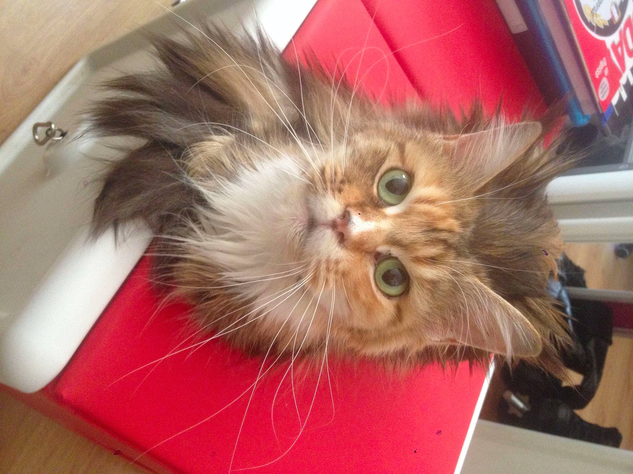 Carmen a rejoint le concours — aidez-le/la à gagner de superbes lots ! british_longhair, carnivore, cat, claw, fawn, felidae, fur, hardwood, paw, persian, plant, small_to_medium_sized_cats, snout, vegetable, whiskers