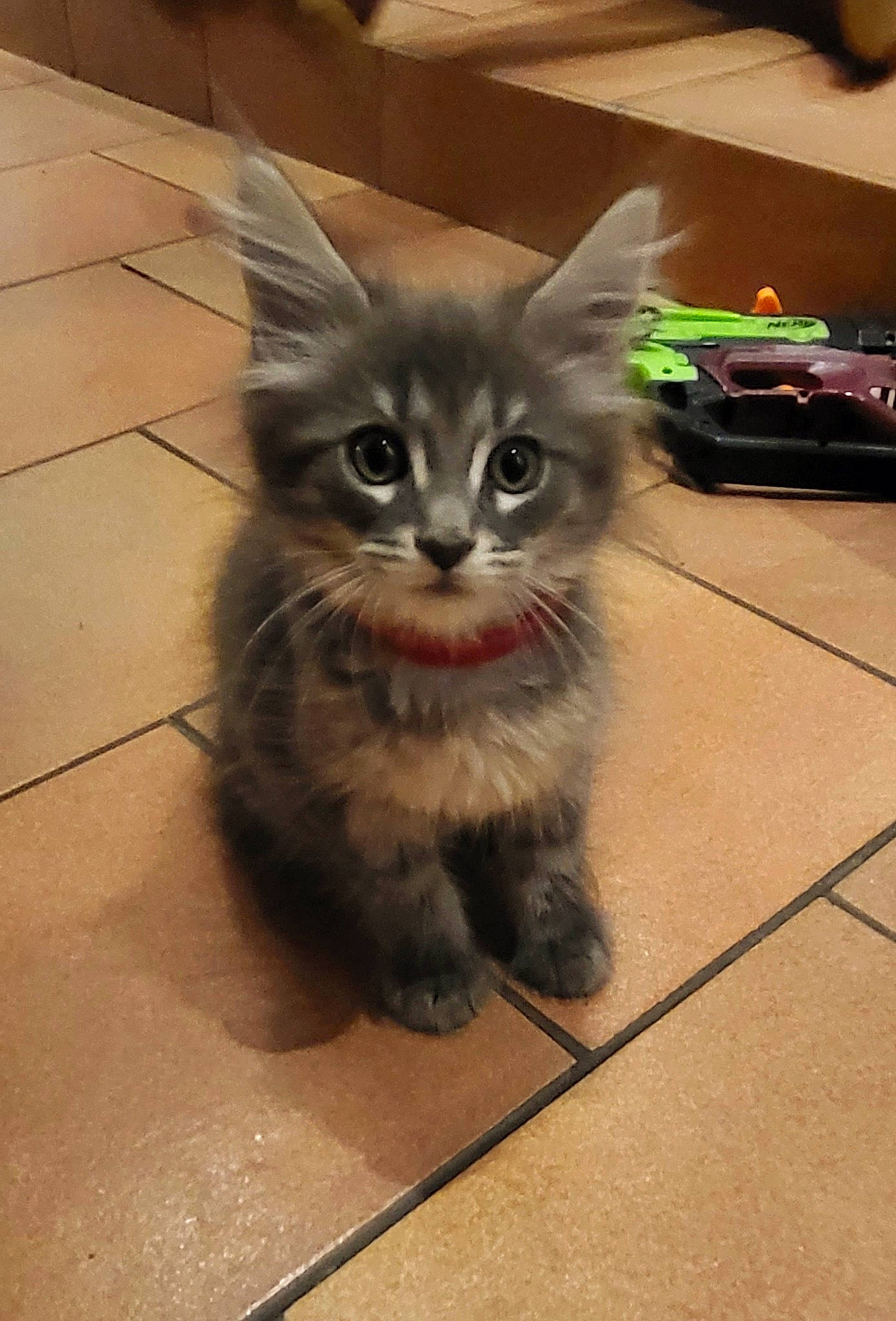 Tomaok participe au concours pour gagner de l'argent avec cette photo : box, carnivore, cat, claw, domestic_short_haired_cat, fawn, felidae, flooring, fur, hardwood, iris, paw, photo_caption, road_surface, small_to_medium_sized_cats, snout, tail, terrestrial_animal, whiskers, wood