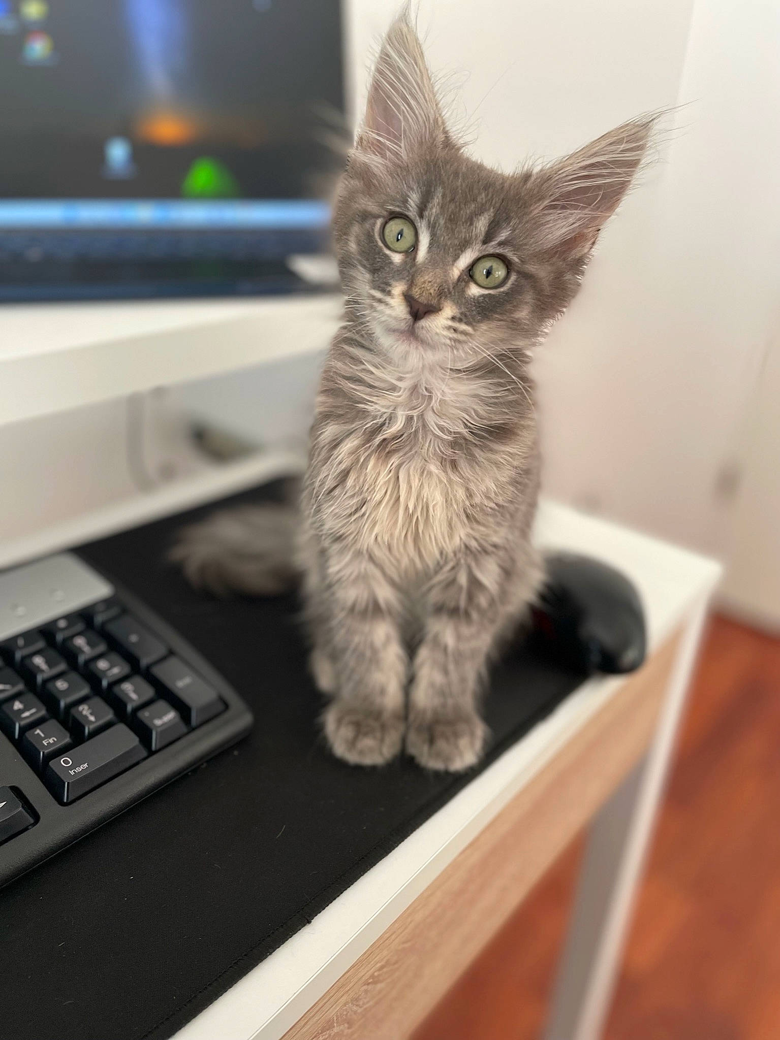 Tomaok participe au concours pour gagner de l'argent avec cette photo : carnivore, cat, computer, computer_hardware, computer_keyboard, domestic_short_haired_cat, felidae, input_device, laptop, netbook, office_equipment, output_device, paw, peripheral, personal_computer, small_to_medium_sized_cats, space_bar, tail, touchpad, whiskers