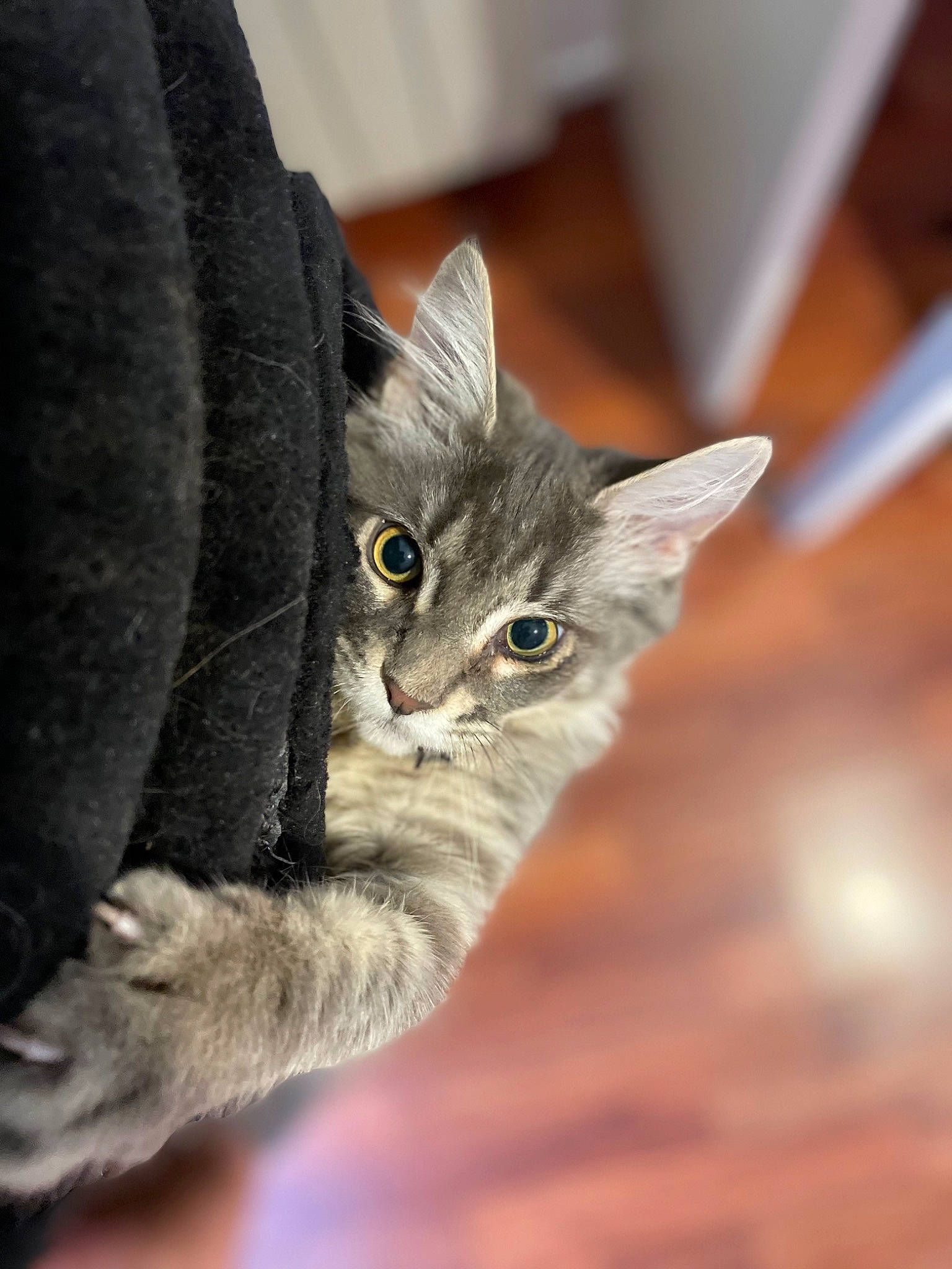 Tomaok participe au concours pour gagner de l'argent avec cette photo : carnivore, cat, claw, domestic_short_haired_cat, felidae, fur, grey, paw, small_to_medium_sized_cats, snout, tail, terrestrial_animal, whiskers, wildlife, wood