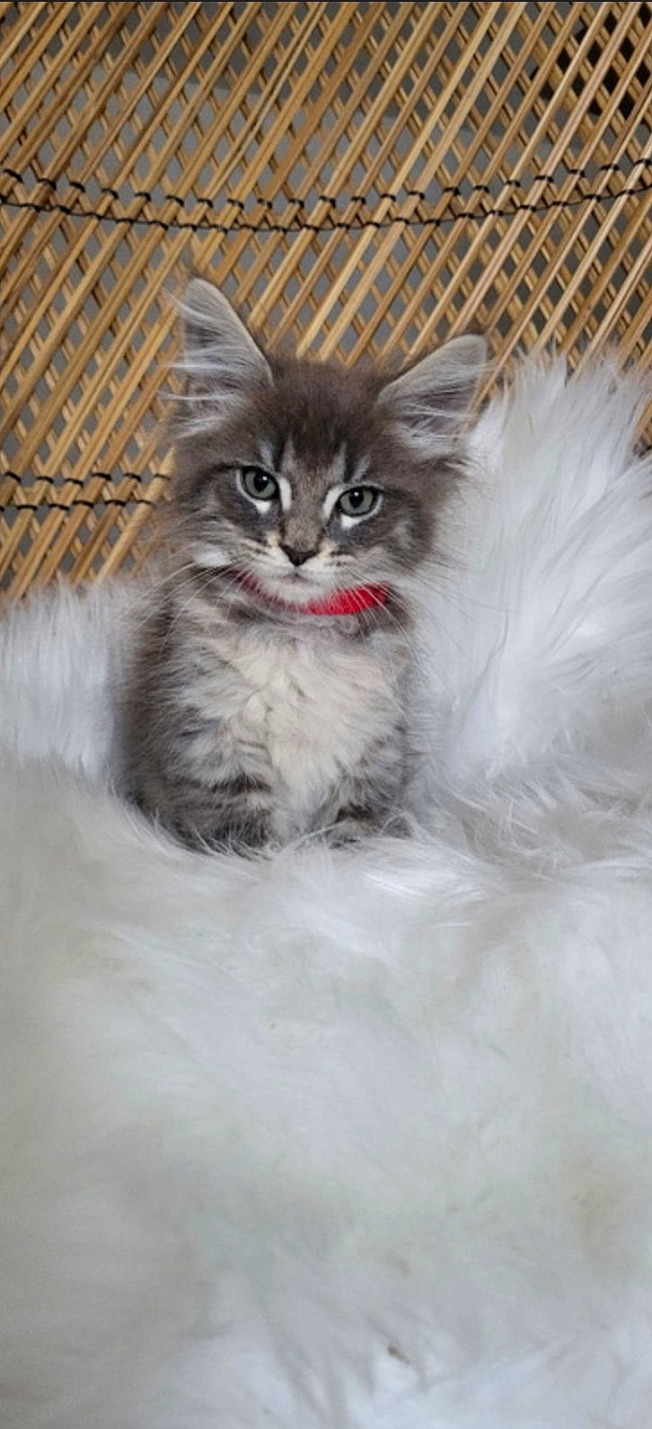 Tomaok a rejoint le concours — aidez-le/la à gagner de superbes lots ! art, carnivore, cat, claw, domestic_short_haired_cat, eye, fang, felidae, freezing, fur, maine_coon, paw, ragdoll, sitting, small_to_medium_sized_cats, snout, terrestrial_animal, whiskers