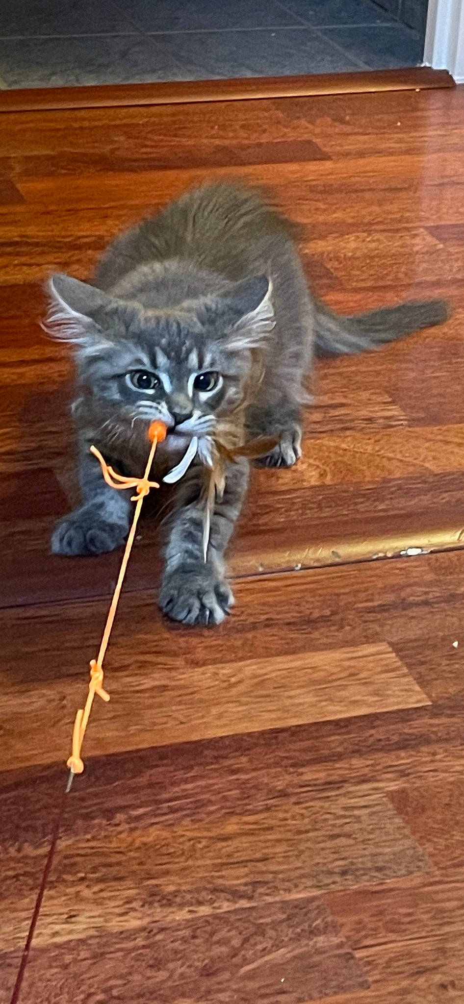 Tomaok a rejoint le concours — aidez-le/la à gagner de superbes lots ! carnivore, cat, cat_toy, domestic_short_haired_cat, fawn, felidae, floor, flooring, fur, grey, hardwood, laminate_flooring, paw, plank, small_to_medium_sized_cats, snout, tail, terrestrial_animal, whiskers, wood