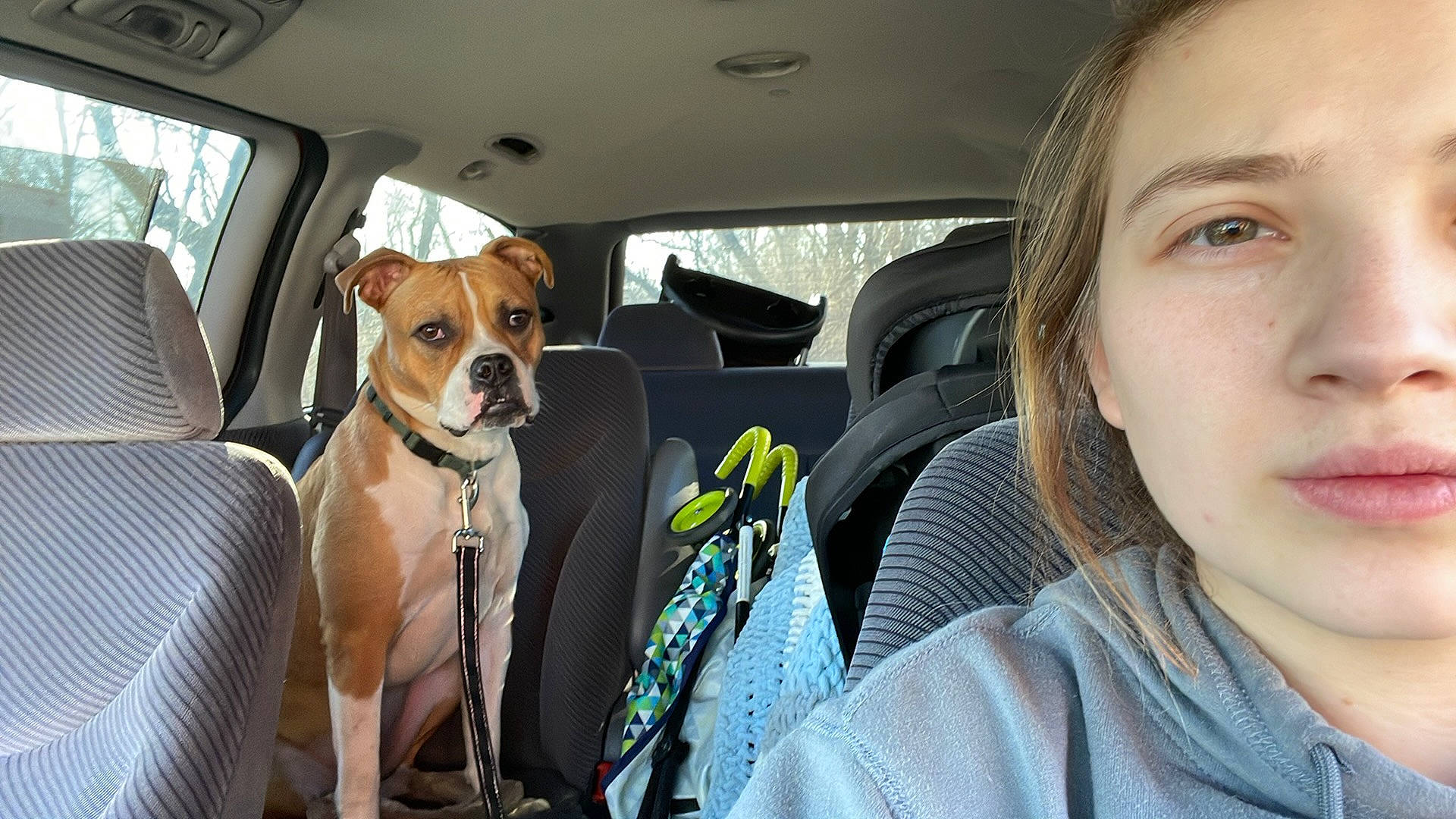 Sweetheart is registered to the contest to win money with this photo: auto_part, automotive_exterior, car, car_seat, car_seat_cover, carnivore, collar, companion_dog, dog, dog_breed, dog_collar, fawn, head_restraint, land_vehicle, mammal, motor_vehicle, seat_belt, vehicle, vehicle_door, window