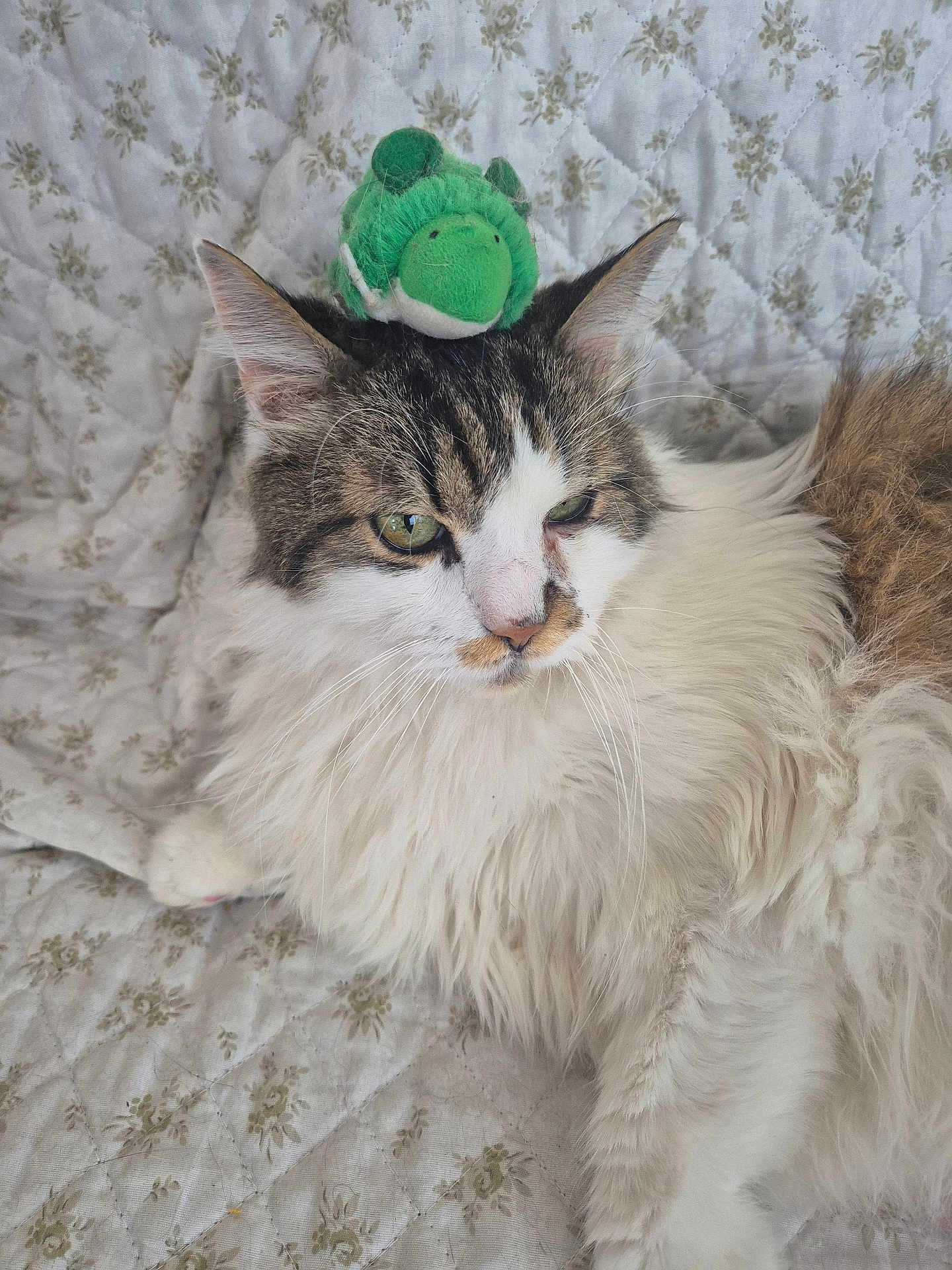 Felix participe au concours pour gagner de l'argent avec cette photo : cat, fluffy, plush_turtle, toy, animal, pet, feline, white_fur, brown_fur, green_eyes, quilted_blanket, floral_pattern, indoor, resting, cute, soft_texture, relaxed, closeup, whiskers, ears