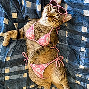 Shoe String joined the competition — help win amazing prizes! accessory, animal, bikini, blue_blanket, casual, cat, clothing, cozy, cute, feline, funny, indoor, lying_down, patterned_blanket, pet, pink_sunglasses, relaxed_pose, resting, summer, tabby_cat