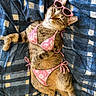 accessory, animal, bikini, blue_blanket, casual, cat, clothing, cozy, cute, feline, funny, indoor, lying_down, patterned_blanket, pet, pink_sunglasses, relaxed_pose, resting, summer, tabby_cat