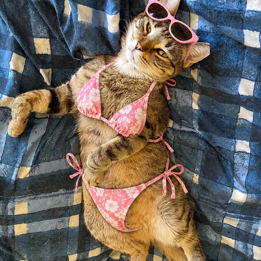 Shoe String joined the competition — help win amazing prizes! accessory, animal, bikini, blue_blanket, casual, cat, clothing, cozy, cute, feline, funny, indoor, lying_down, patterned_blanket, pet, pink_sunglasses, relaxed_pose, resting, summer, tabby_cat
