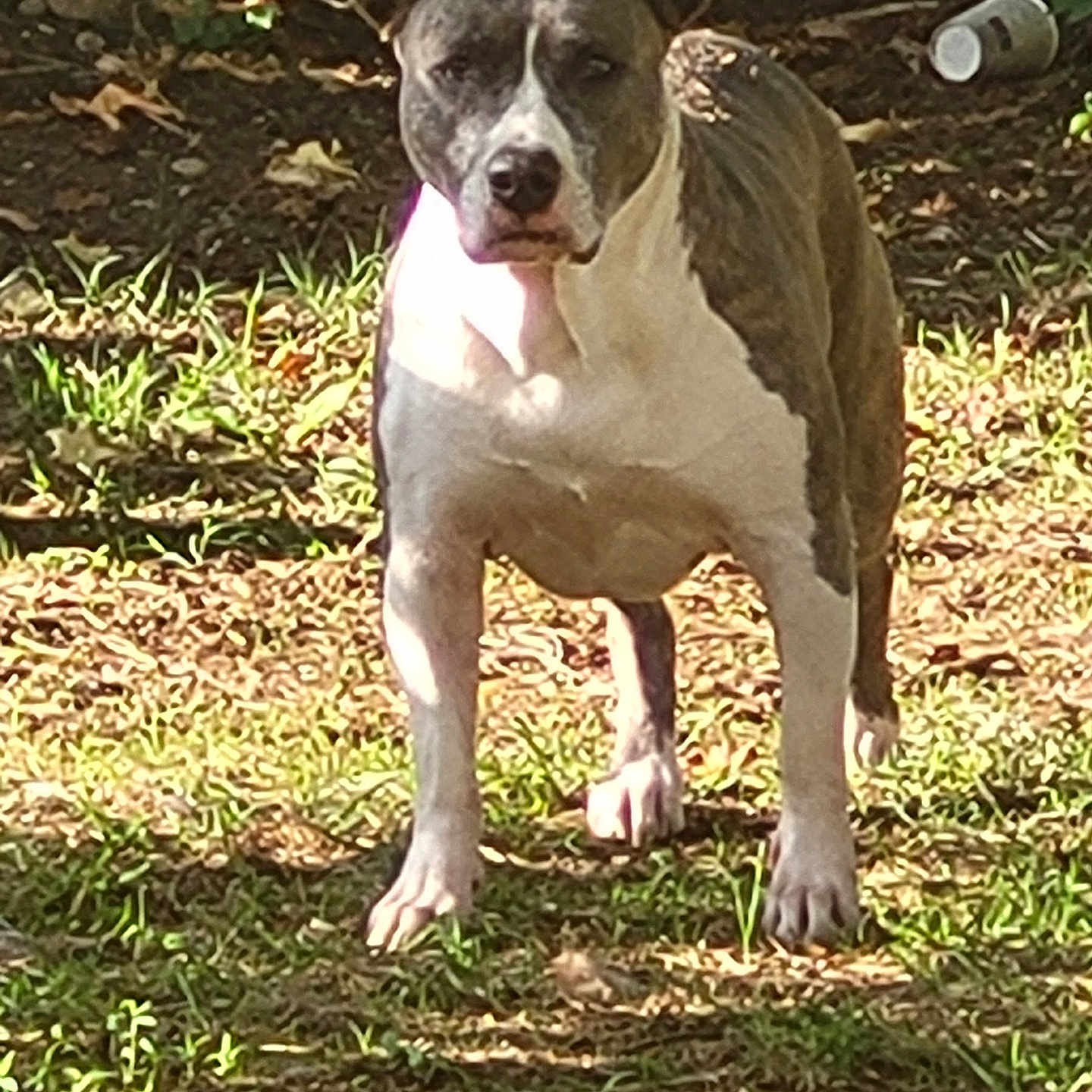 Princess