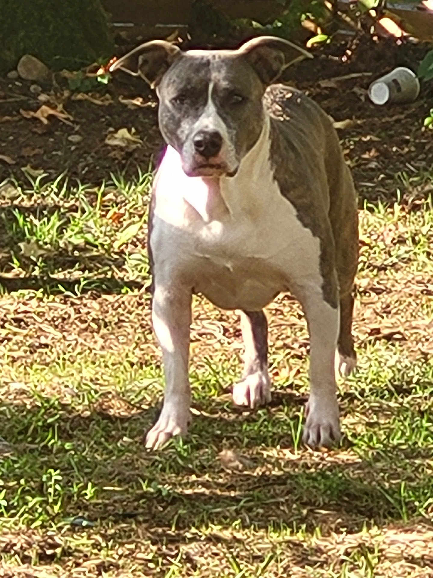 Princess